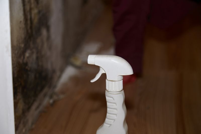 Attic Mold Removal in Broward County, FL