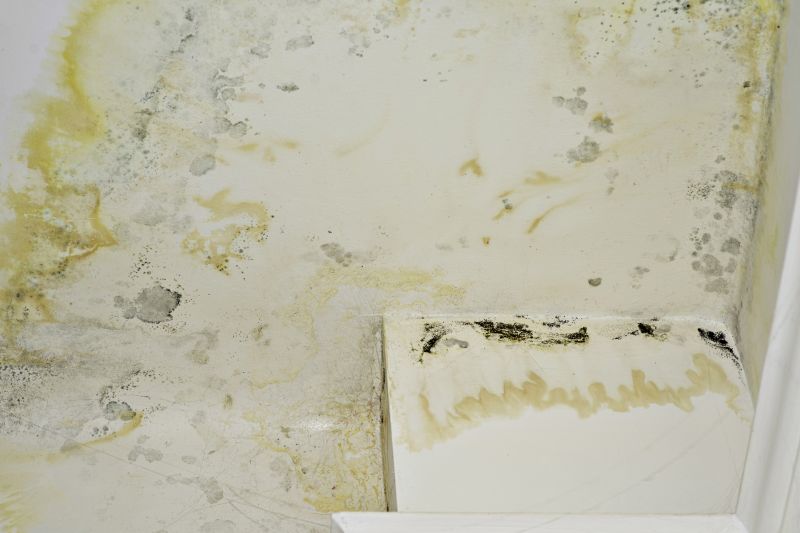 Attic Mold Removal in Bergen County, NJ