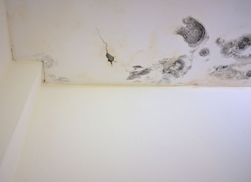 Attic Mold Removal in Boca Raton, FL
