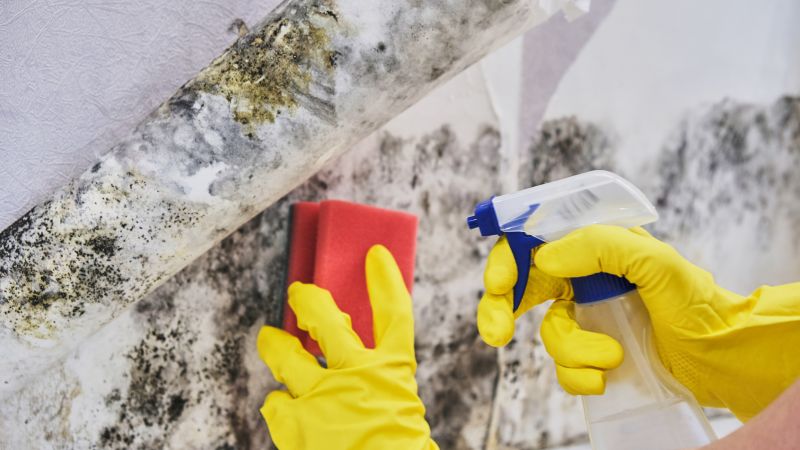 Black Mold Remediation in Bergen County, NJ