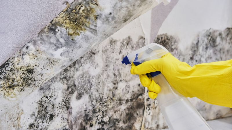 Black Mold Removal in Palm Beach County, FL