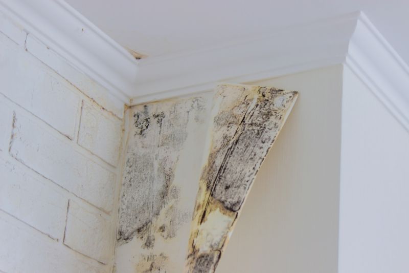 Mold Abatement Service in Fort Lauderdale, FL