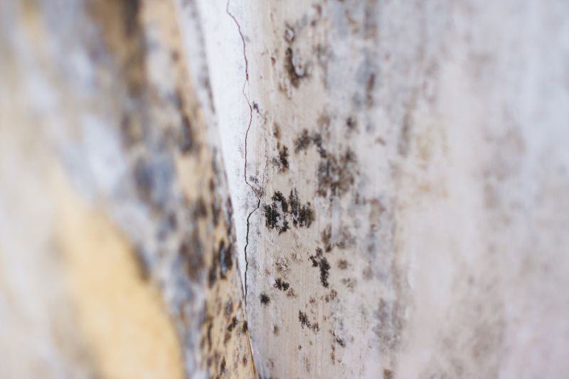 Mold-Infested Surface