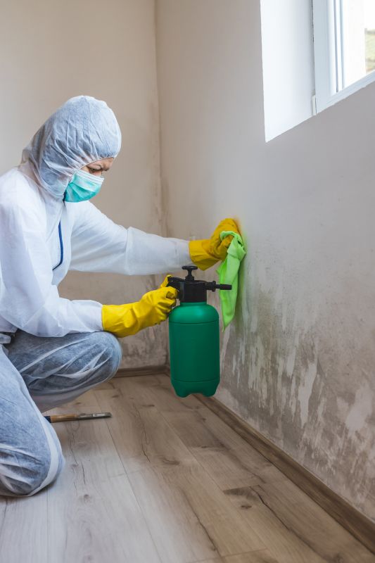 Mold Removal Process