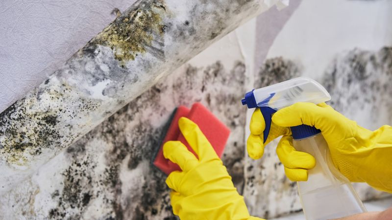 Removing Mold from Surfaces