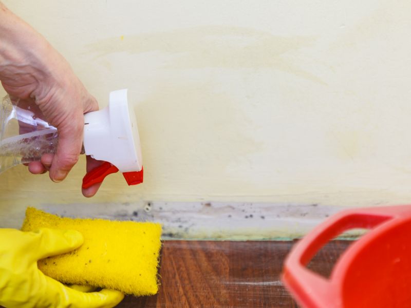 Mold Removal in Jupiter, FL