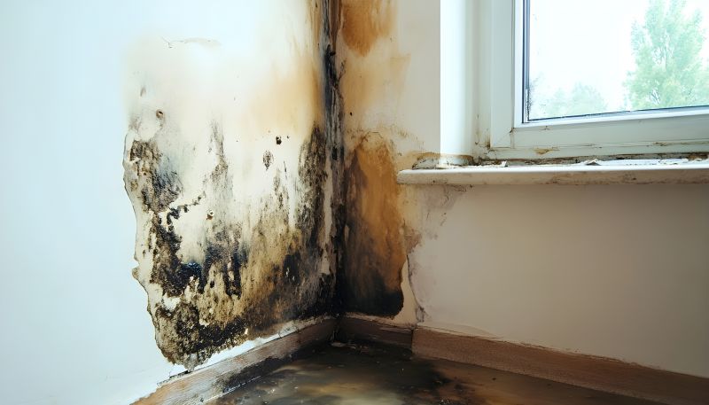 Mold Treatment Service in Boca Raton, FL