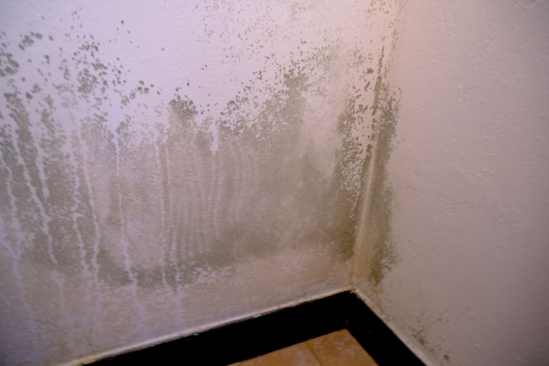 White Mold Mitigation in Essex County, NJ