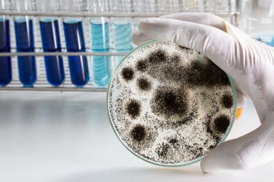 Get Early Detection of Mold!